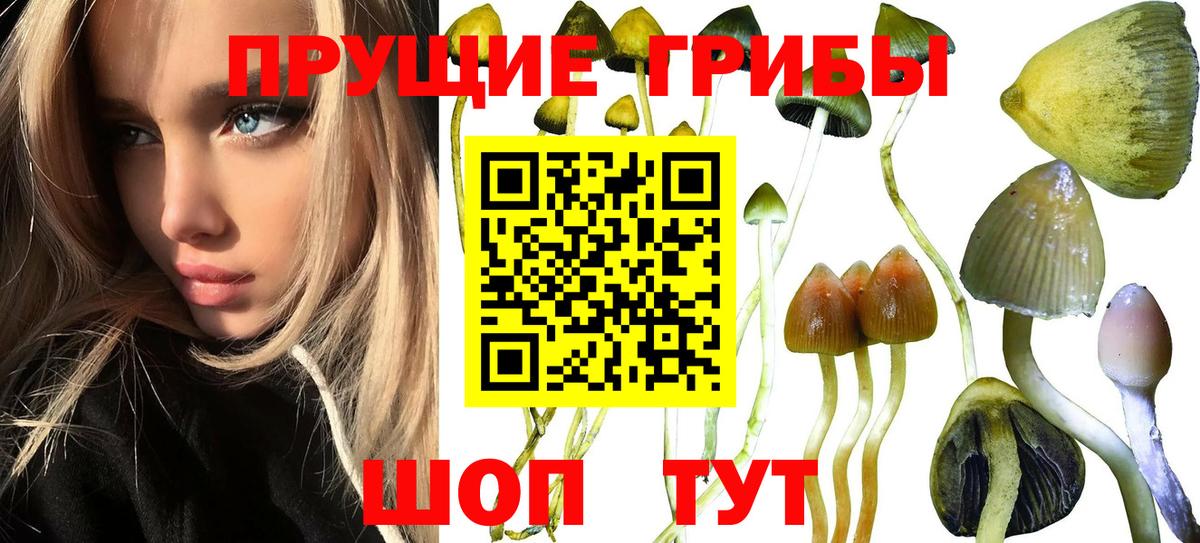 Галлюциногенные грибы MAGIC MUSHROOMS  Вход с VPN  Кингисепп 
